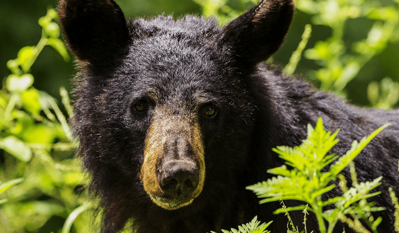 Anti-Hunters Hijack Florida Bear Hunt Lottery