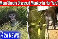 She Shot an Escaped Monkey — But Was She Wrong?