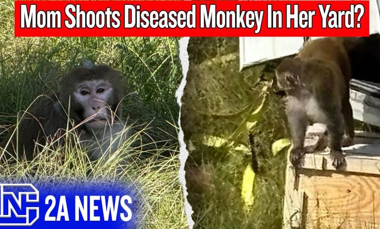 She Shot an Escaped Monkey — But Was She Wrong?