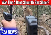 A Mountain Lion Stalked Him… And People Blamed The Man