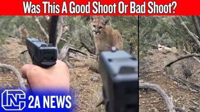 A Mountain Lion Stalked Him… And People Blamed The Man