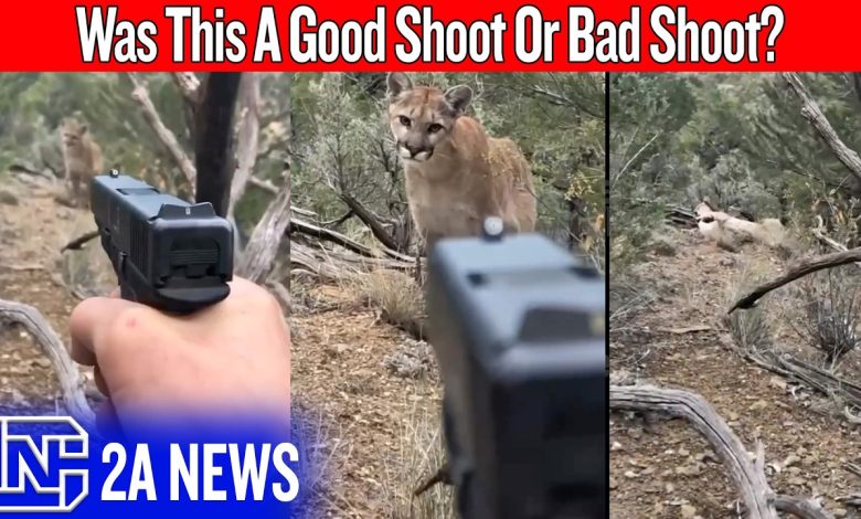 A Mountain Lion Stalked Him… And People Blamed The Man